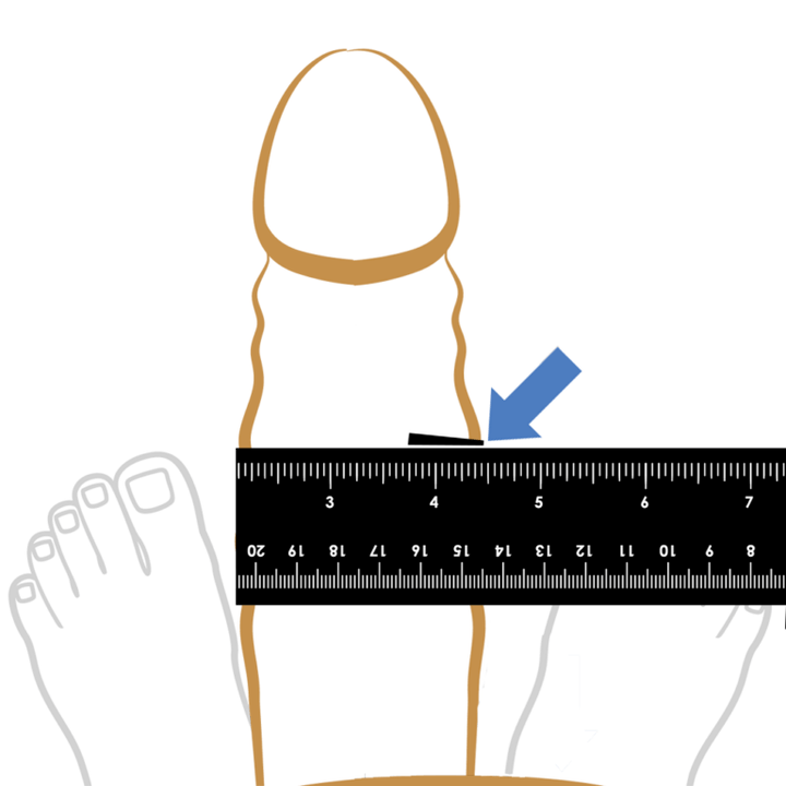 Measuring the thickness of penis