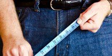 Dimensions of the male genitalia